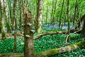 Bluebells and wild garlic in Rossmore Forest Park - May 2017 (10)